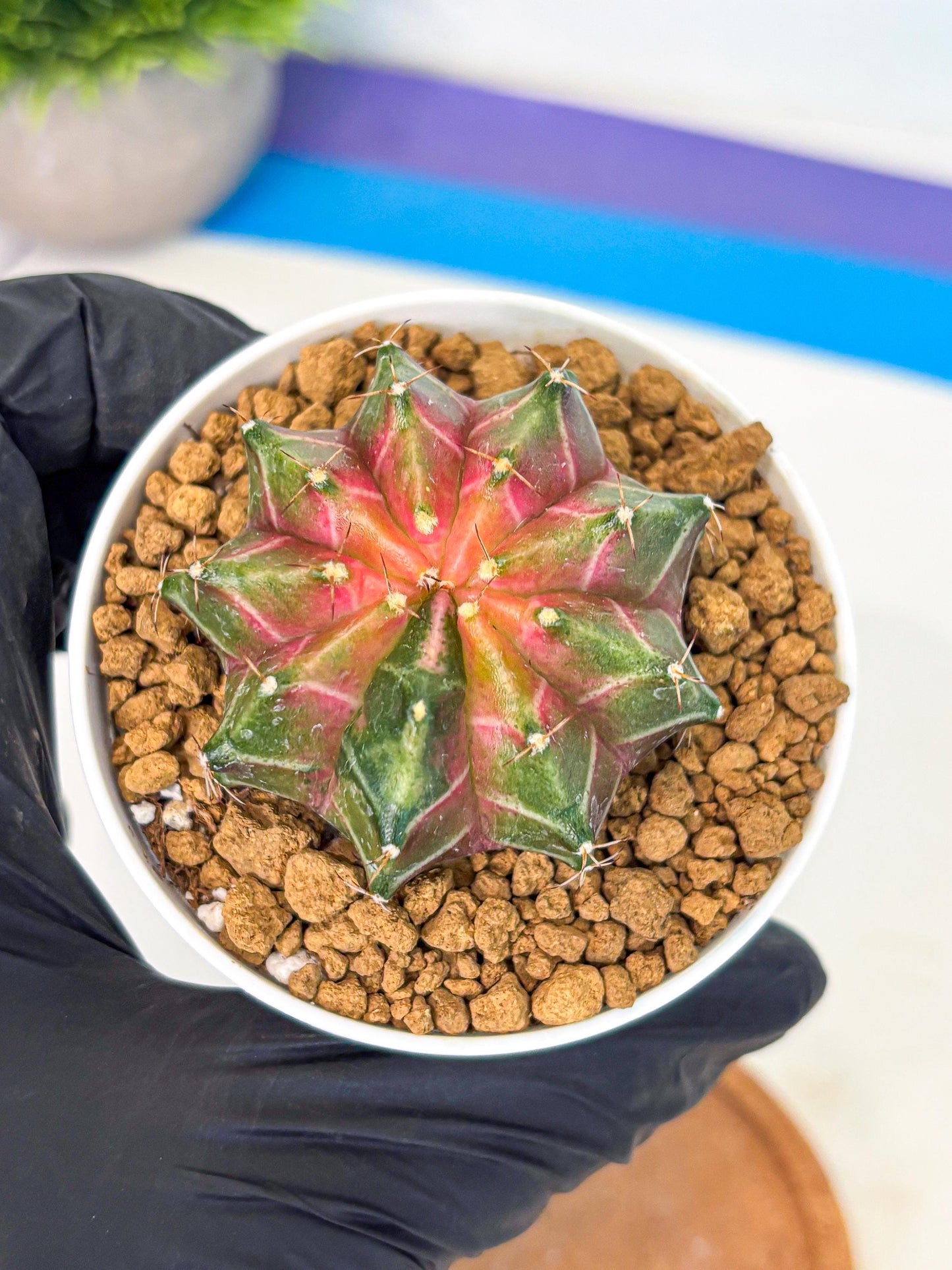 Gymnocalycium Neon (gy13) (p2) | Rare Cactus