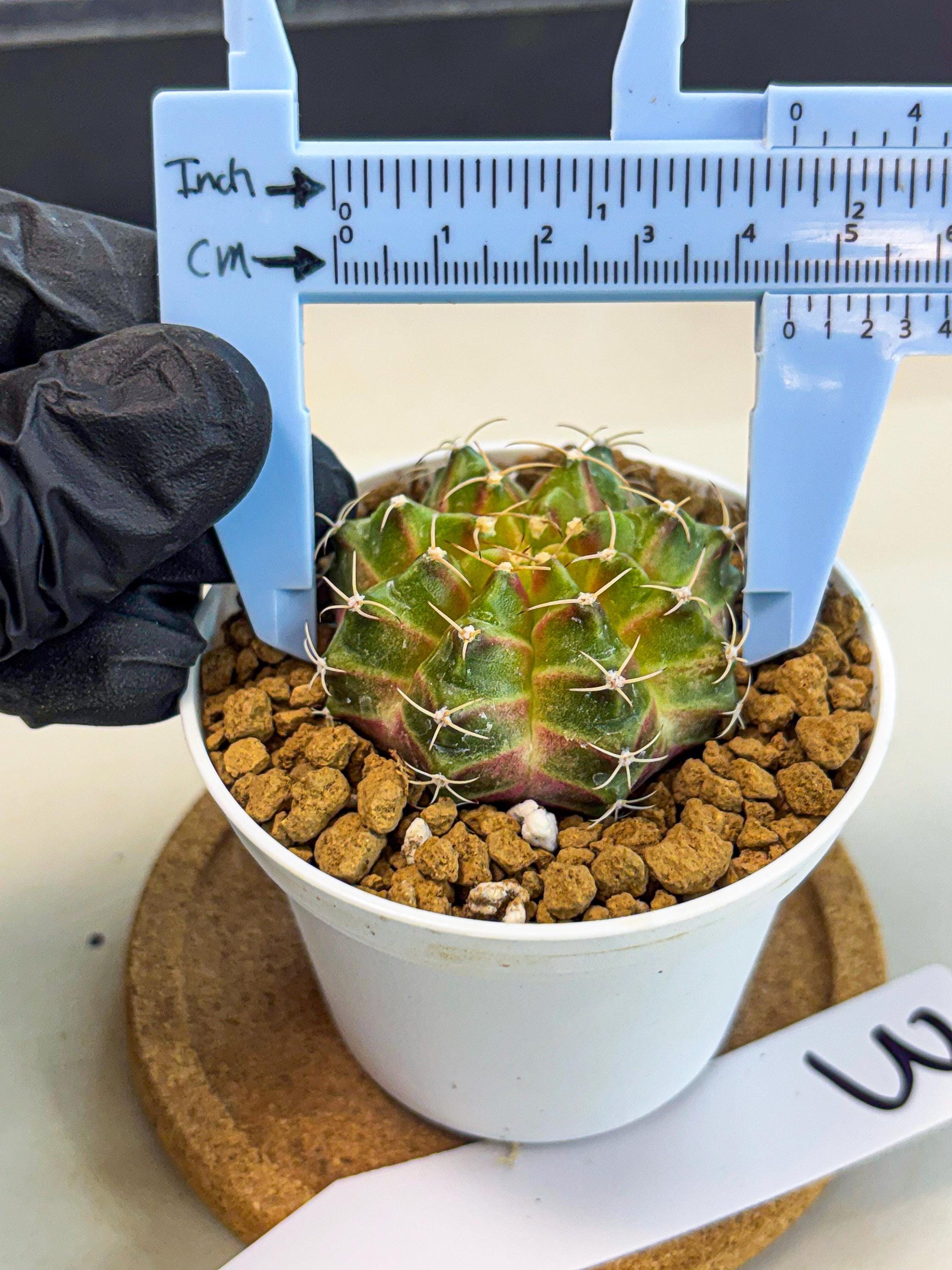 Gymnocalycium Neon (gy13) (p3) | Rare Cactus