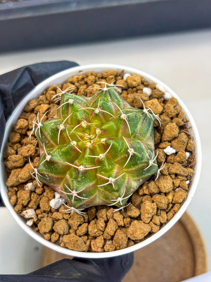 Gymnocalycium Neon (gy13) (p3) | Rare Cactus
