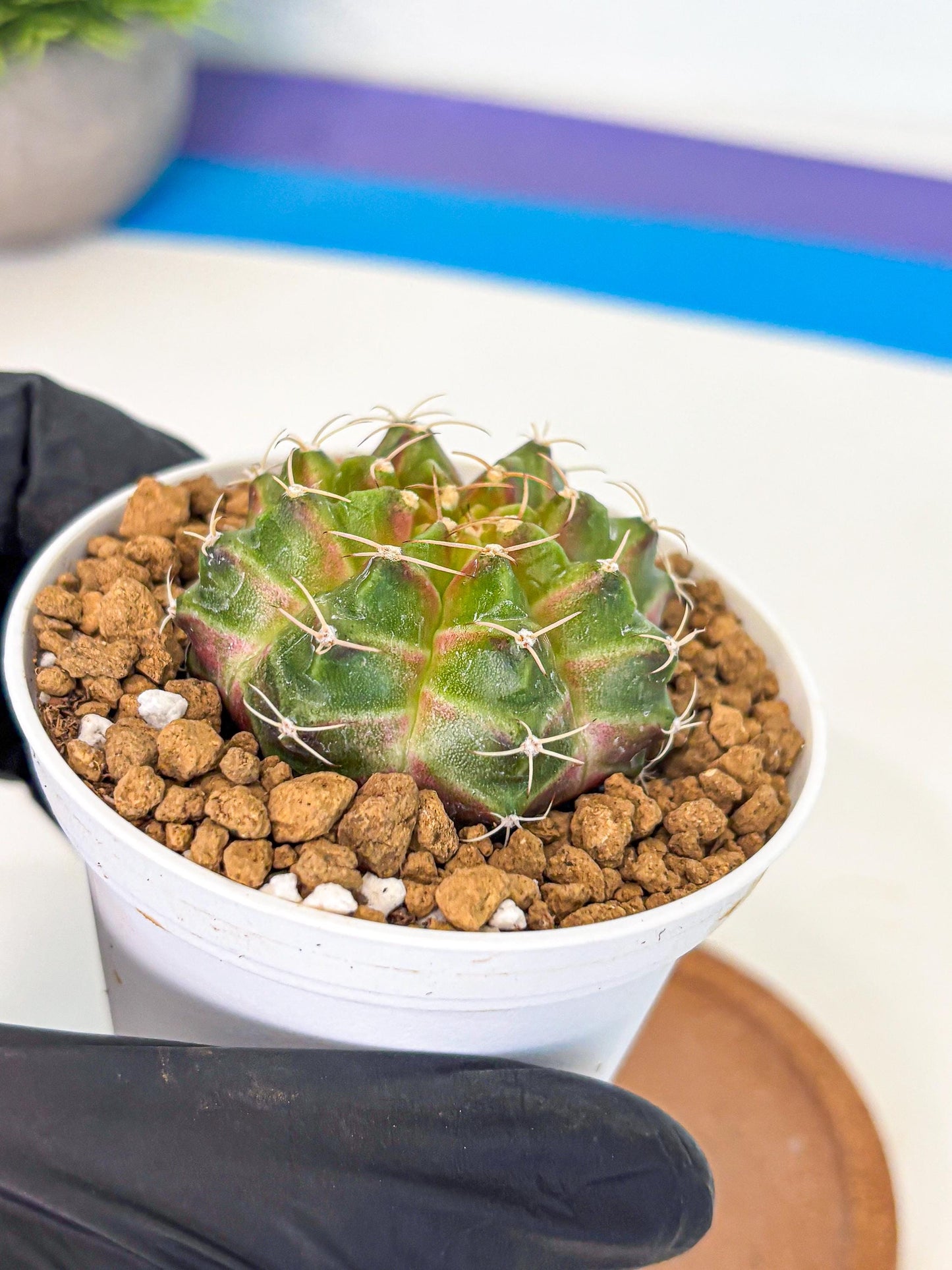 Gymnocalycium Neon (gy13) (p3) | Rare Cactus