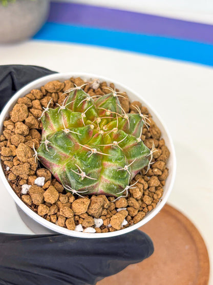 Gymnocalycium Neon (gy13) (p3) | Rare Cactus