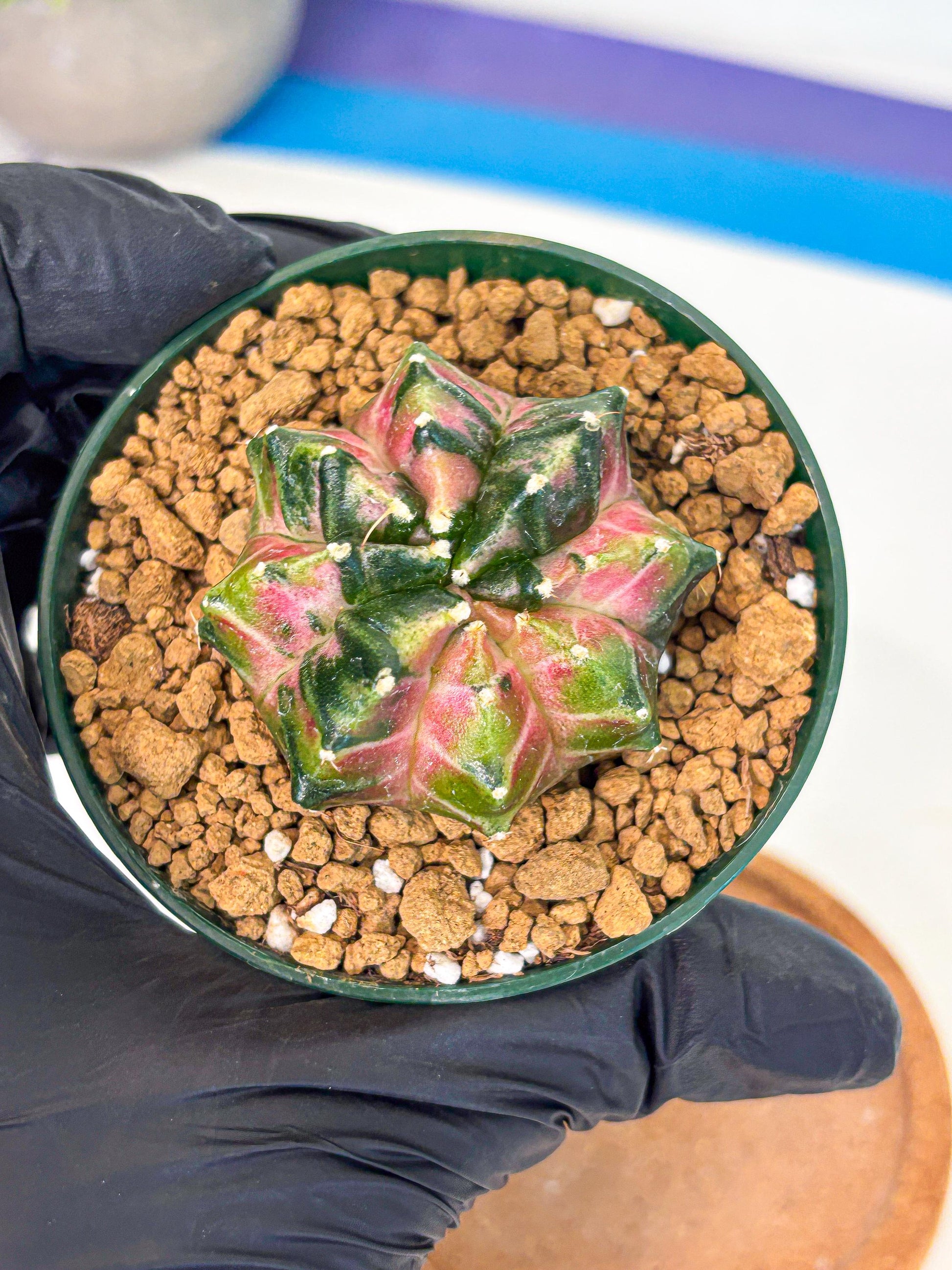 Gymnocalycium Neon (gy13) (p4) | Rare Cactus