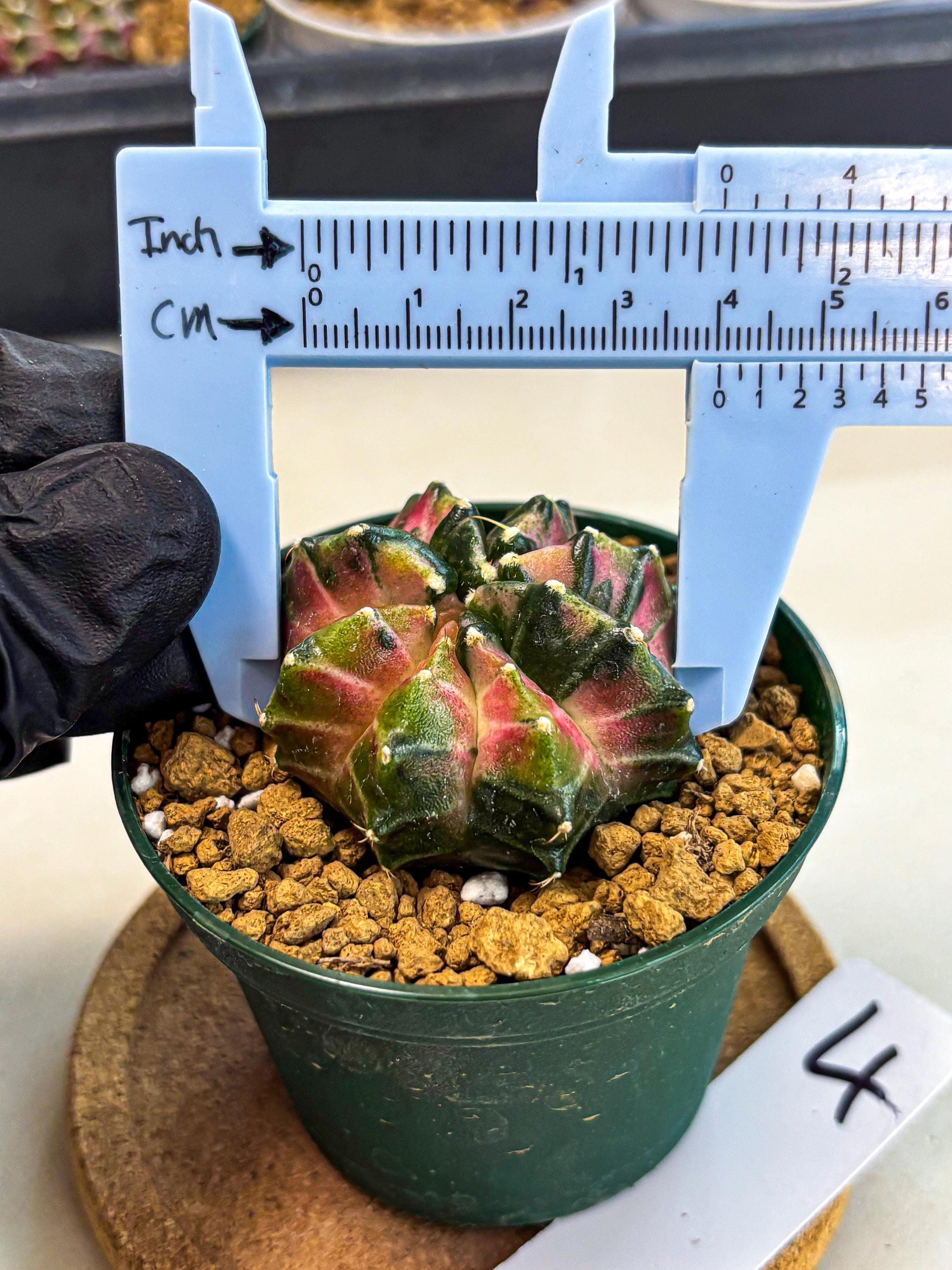 Gymnocalycium Neon (gy13) (p4) | Rare Cactus