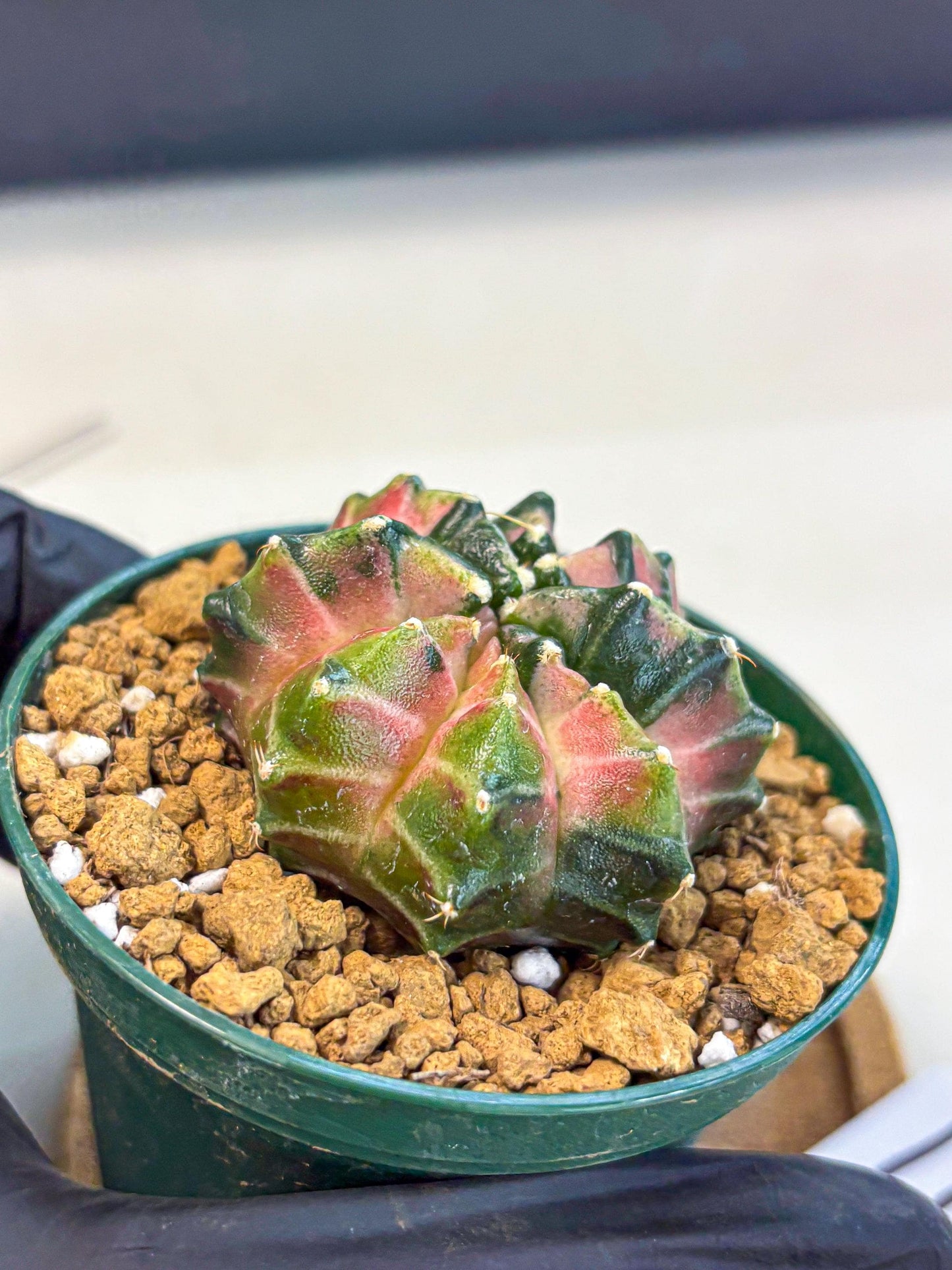 Gymnocalycium Neon (gy13) (p4) | Rare Cactus