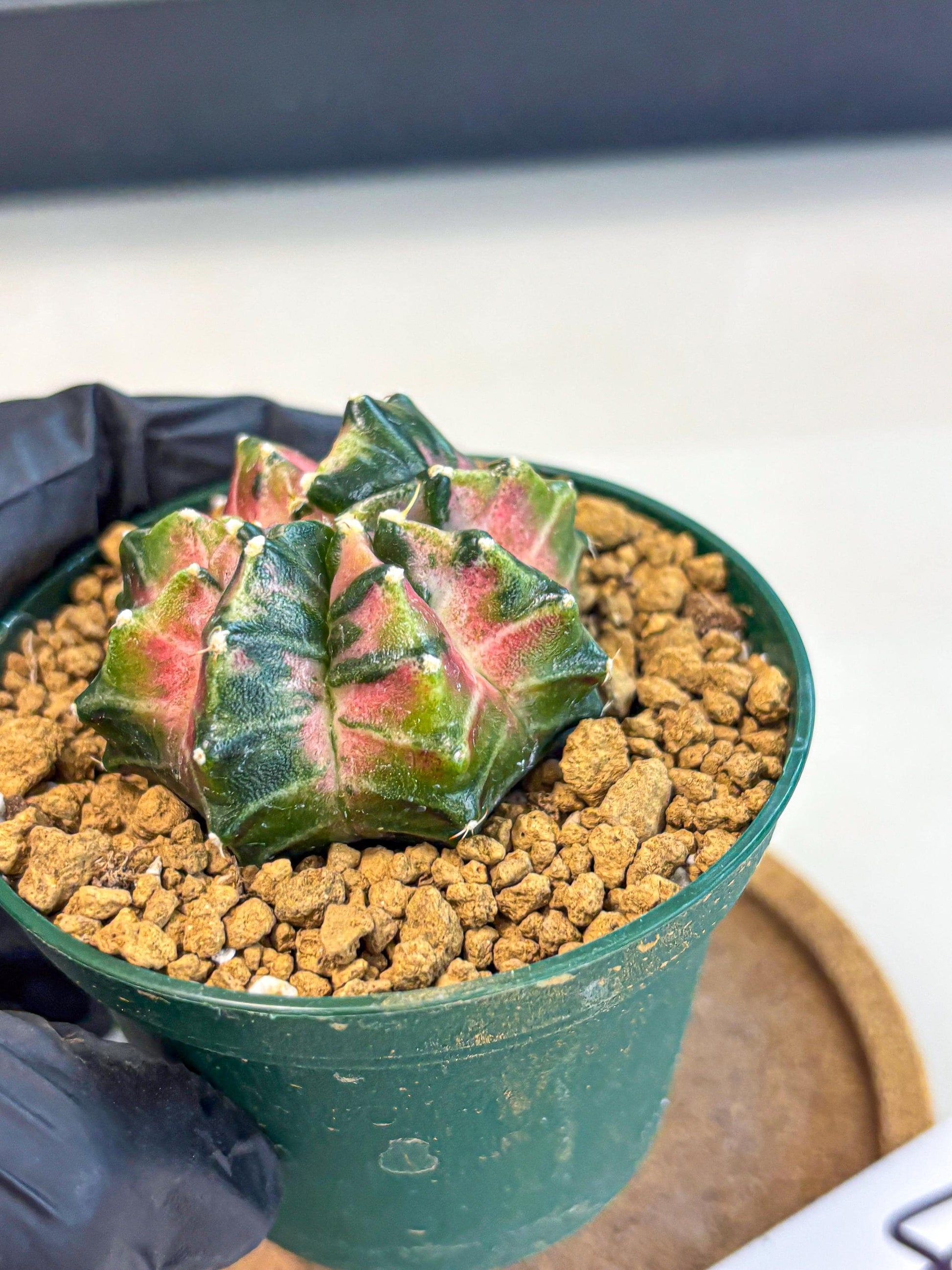 Gymnocalycium Neon (gy13) (p4) | Rare Cactus