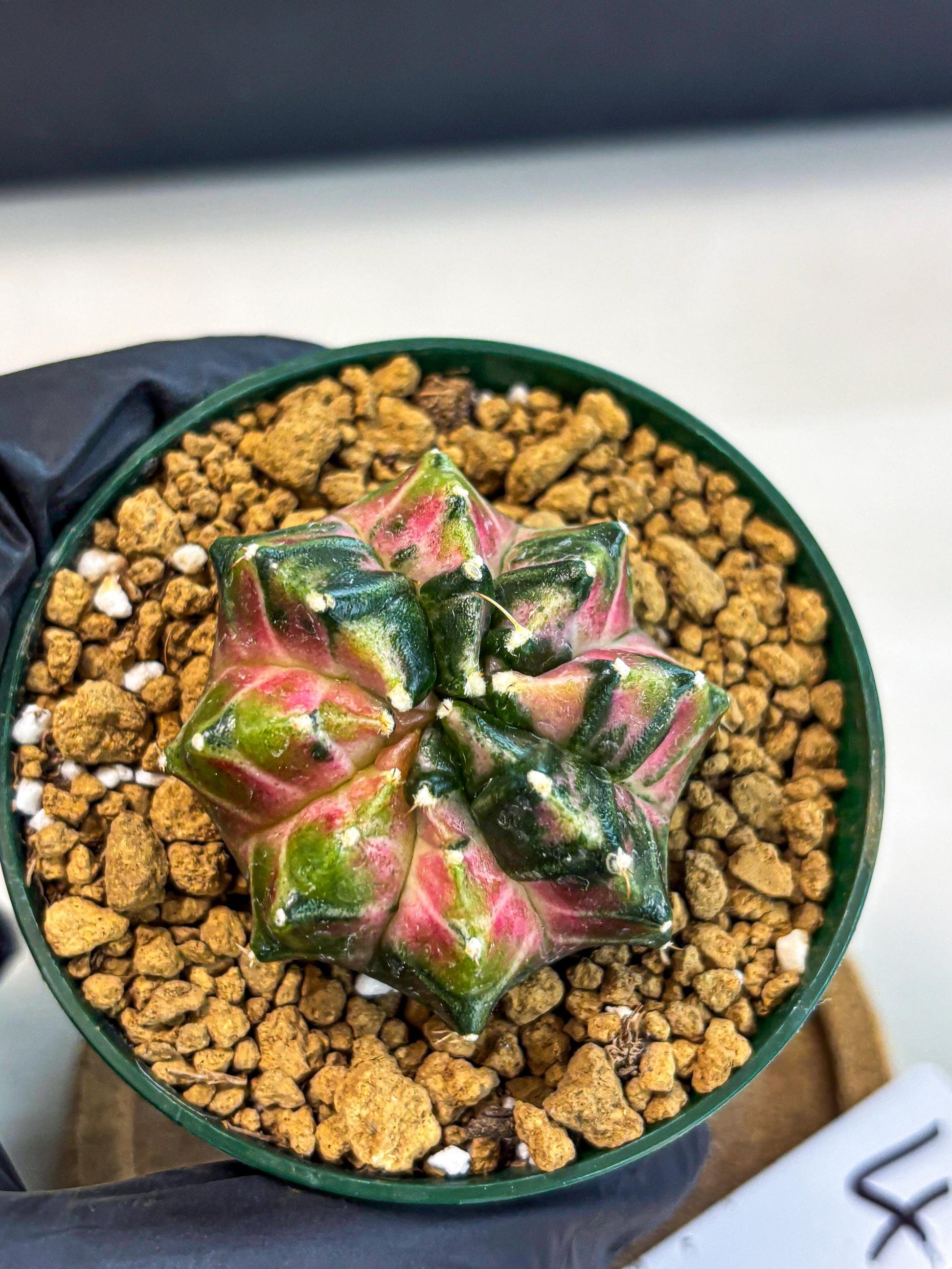 Gymnocalycium Neon (gy13) (p4) | Rare Cactus