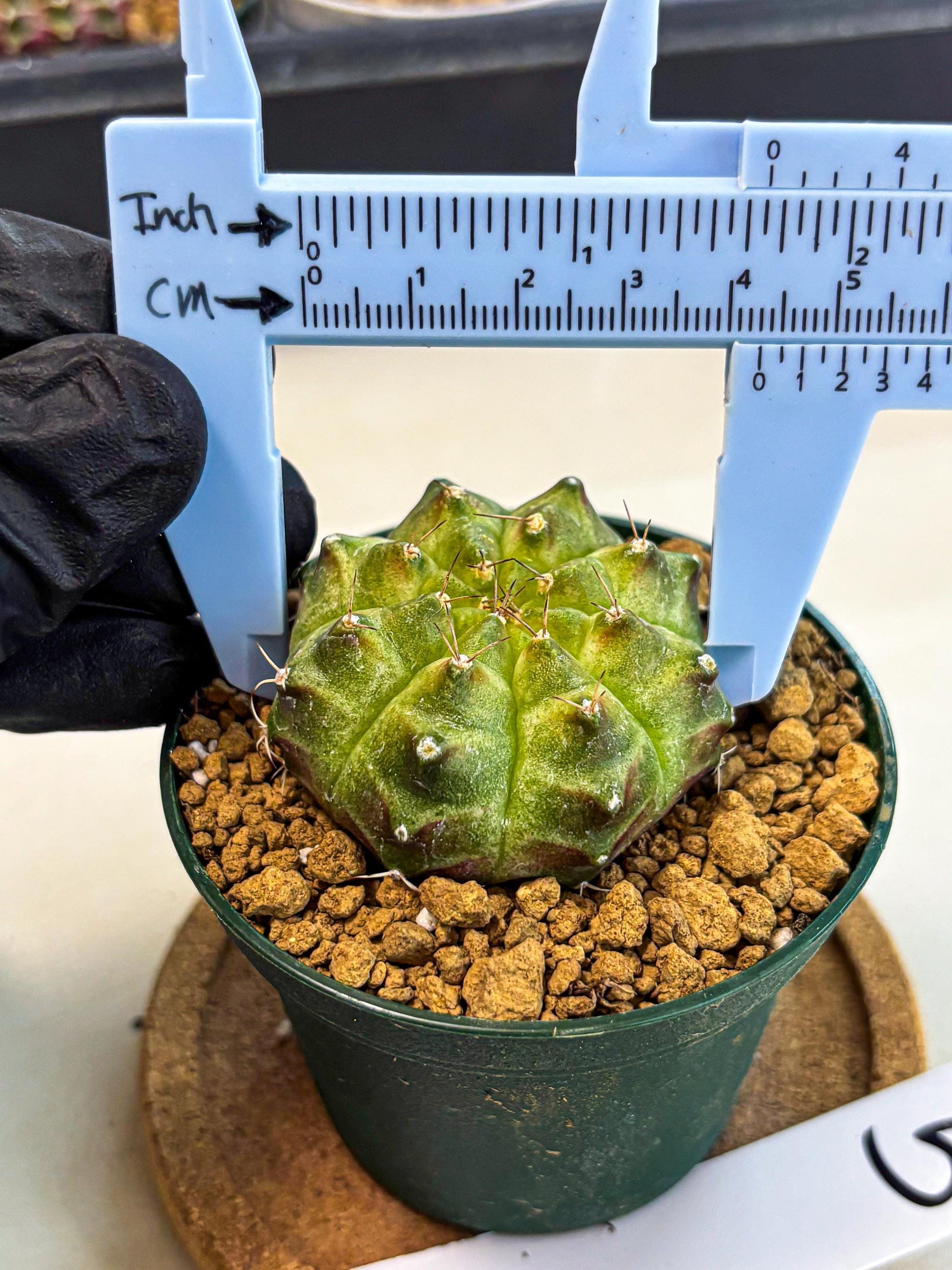 Gymnocalycium Neon (gy13) (p5) | Rare Cactus