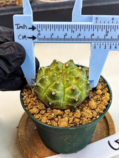 Gymnocalycium Neon (gy13) (p5) | Rare Cactus