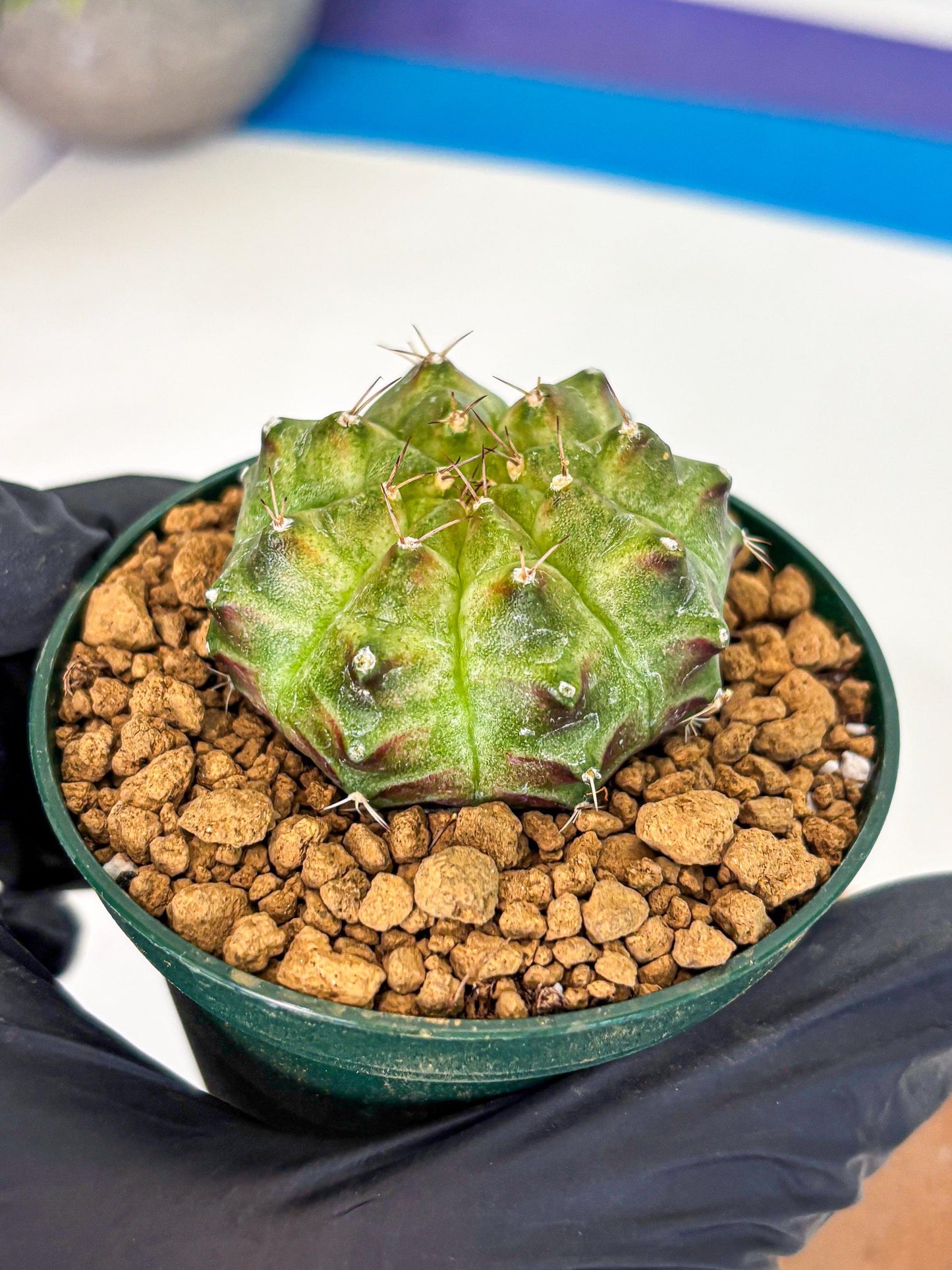 Gymnocalycium Neon (gy13) (p5) | Rare Cactus