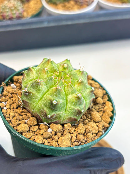 Gymnocalycium Neon (gy13) (p5) | Rare Cactus