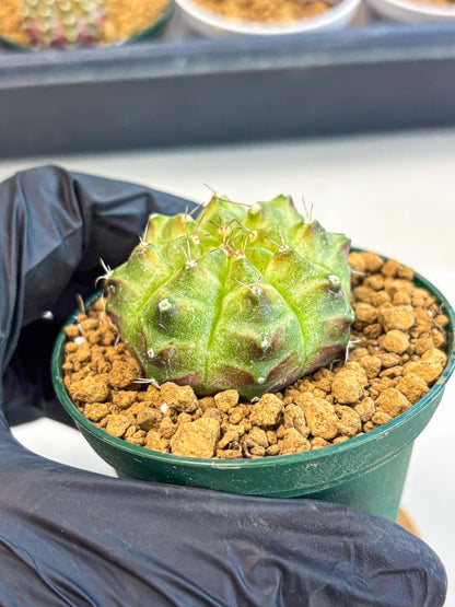 Gymnocalycium Neon (gy13) (p5) | Rare Cactus