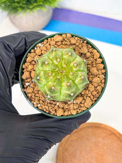 Gymnocalycium Neon (gy13) (p5) | Rare Cactus