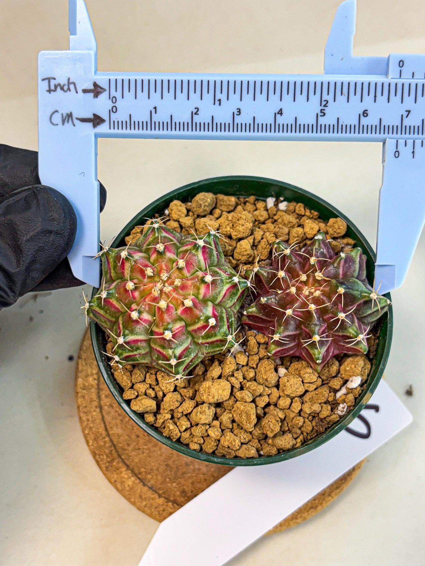 Gymnocalycium Neon (gy13) (p6) | Rare Cactus