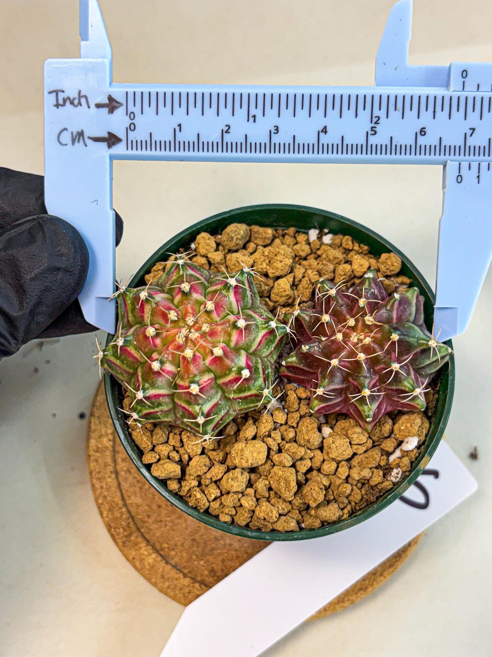 Gymnocalycium Neon (gy13) (p6) | Rare Cactus