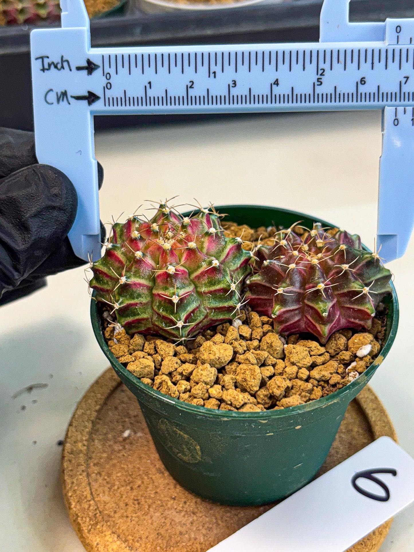 Gymnocalycium Neon (gy13) (p6) | Rare Cactus