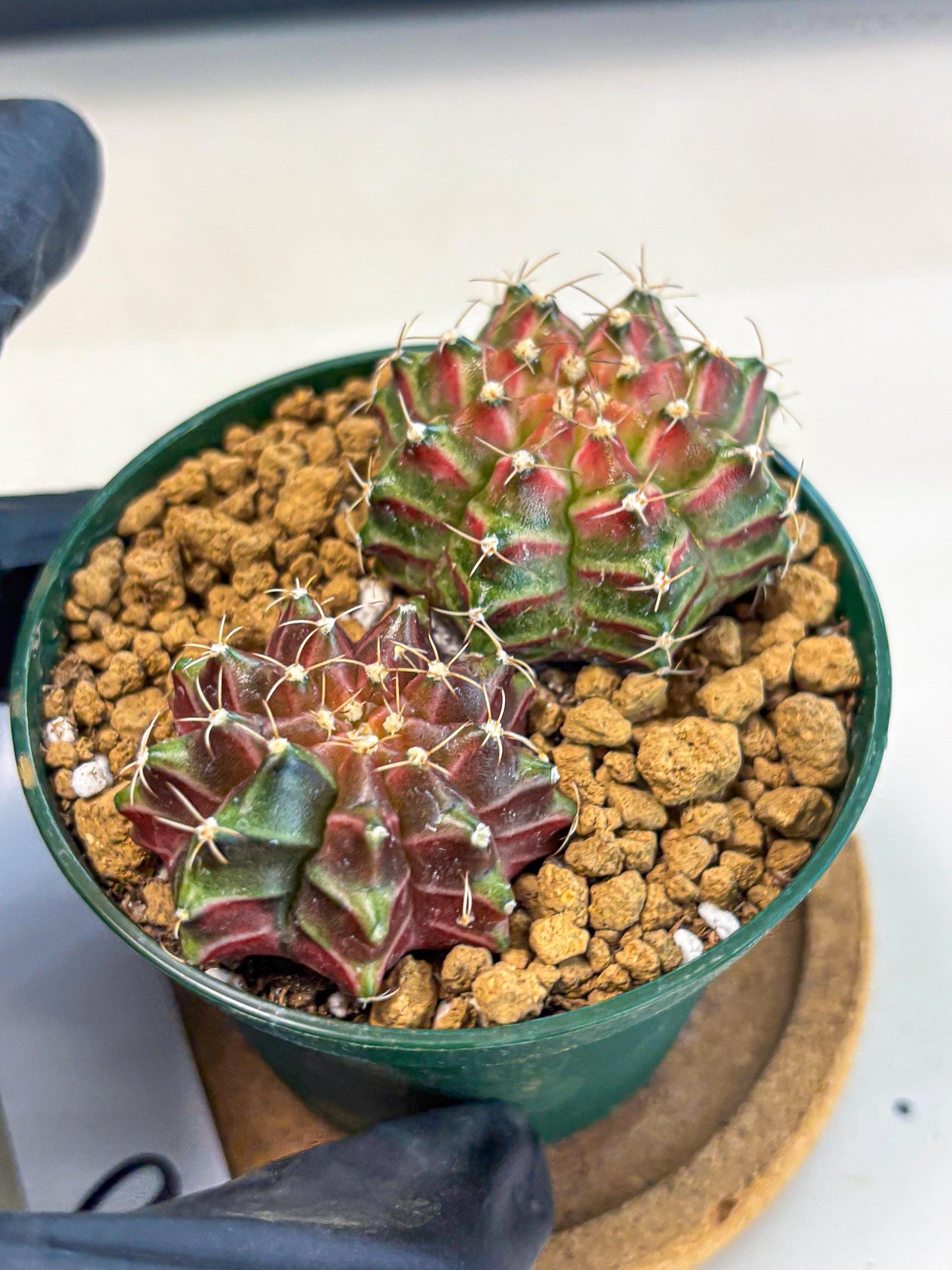 Gymnocalycium Neon (gy13) (p6) | Rare Cactus