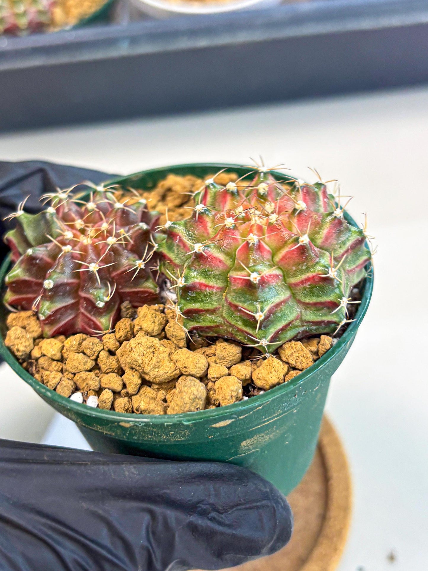 Gymnocalycium Neon (gy13) (p6) | Rare Cactus
