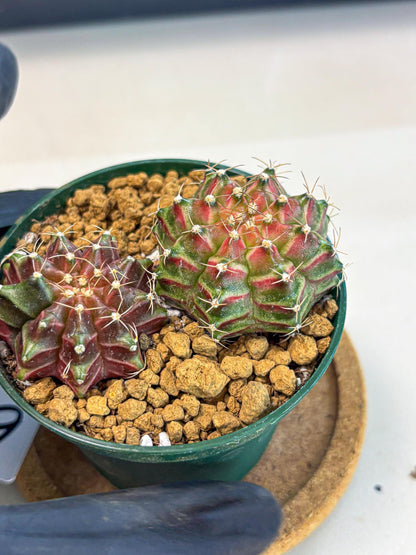Gymnocalycium Neon (gy13) (p6) | Rare Cactus