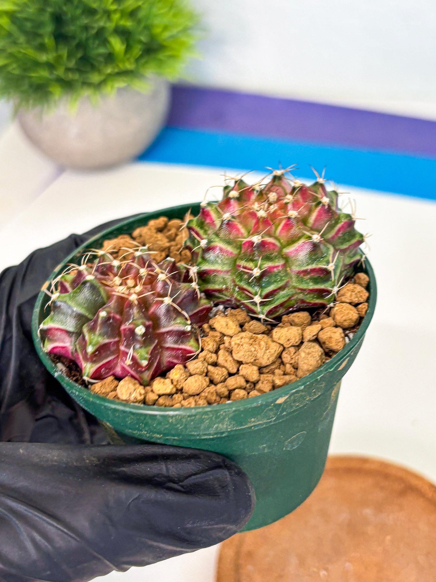 Gymnocalycium Neon (gy13) (p6) | Rare Cactus