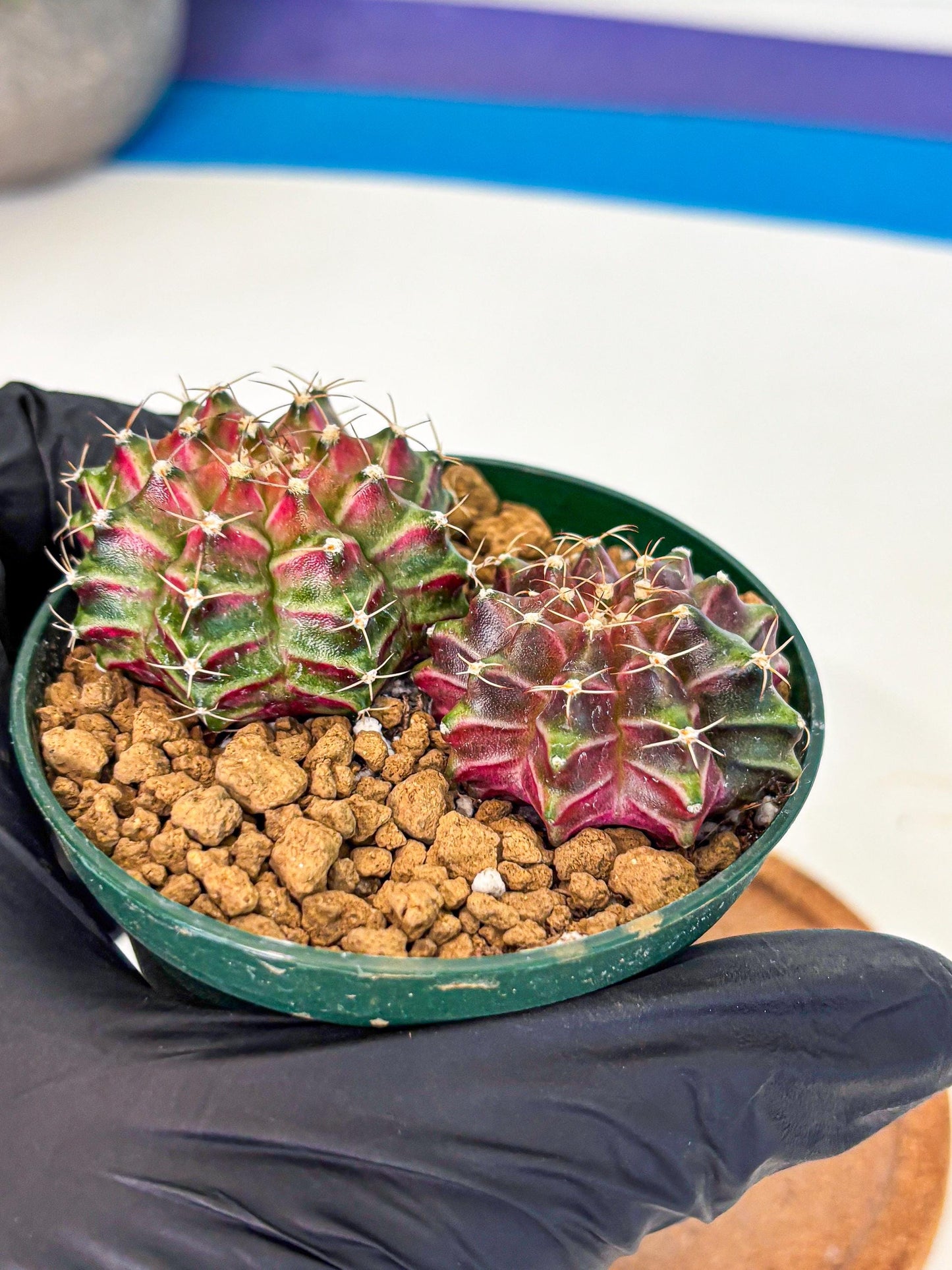 Gymnocalycium Neon (gy13) (p6) | Rare Cactus