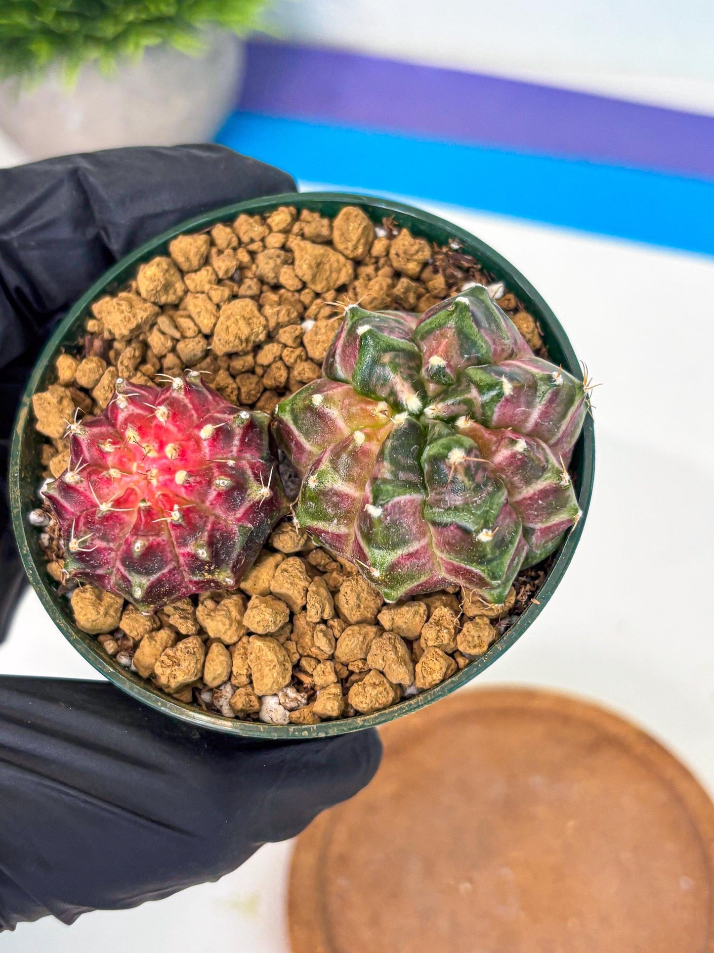 Gymnocalycium Neon (gy13) (p7) | Rare Cactus