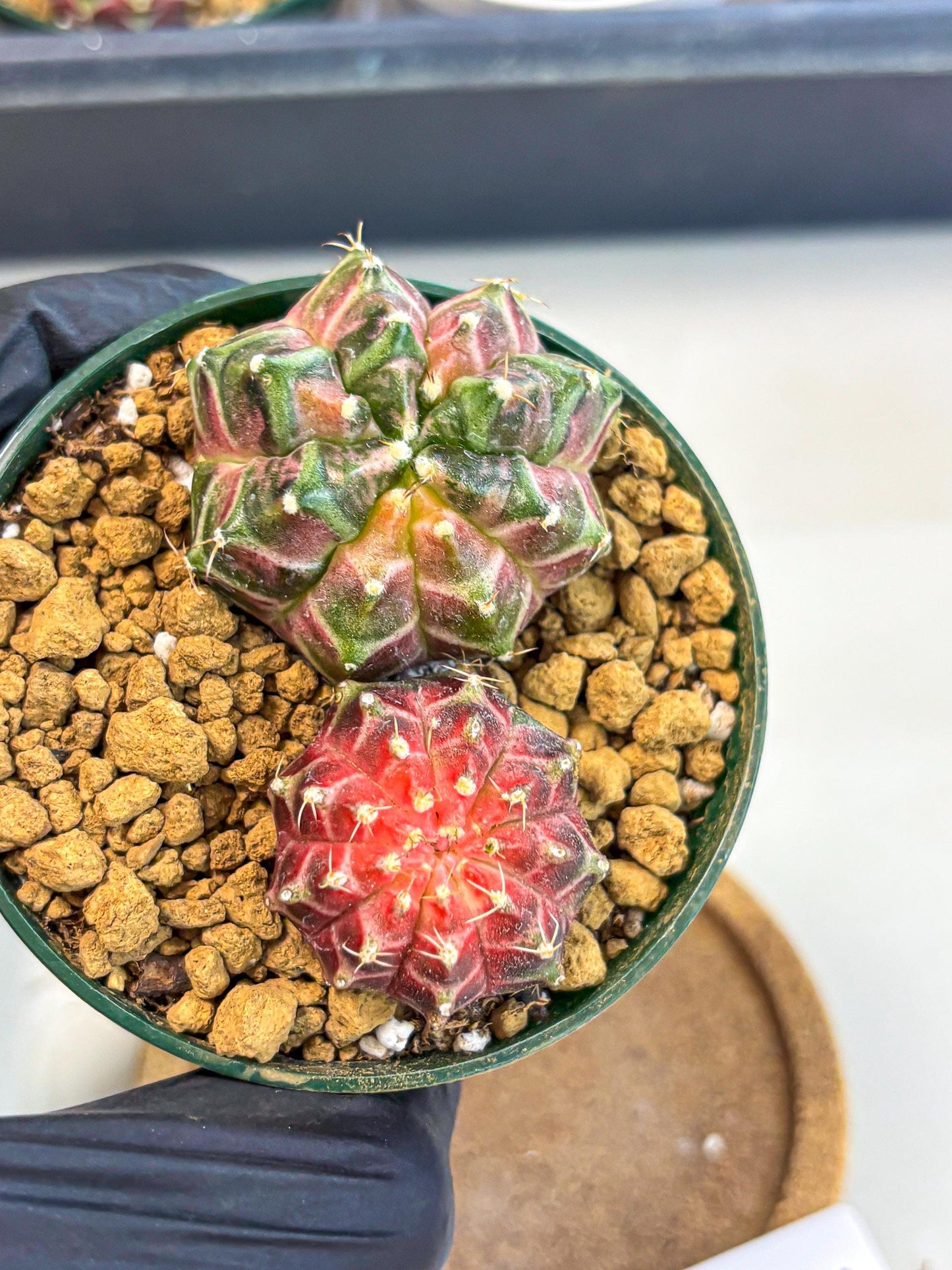 Gymnocalycium Neon (gy13) (p7) | Rare Cactus