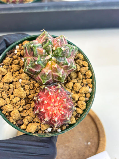 Gymnocalycium Neon (gy13) (p7) | Rare Cactus
