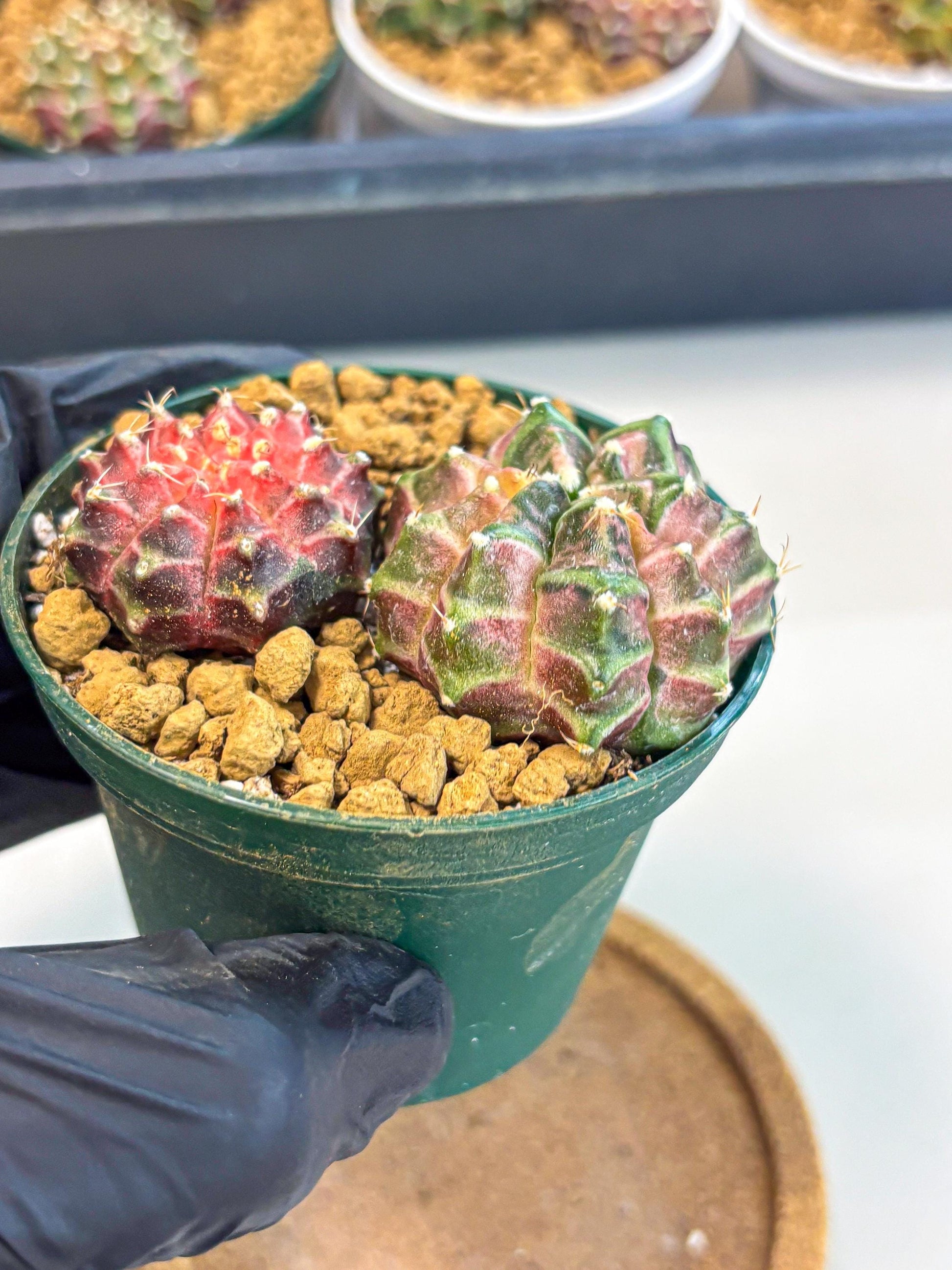 Gymnocalycium Neon (gy13) (p7) | Rare Cactus