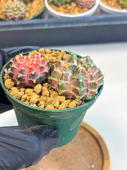 Gymnocalycium Neon (gy13) (p7) | Rare Cactus