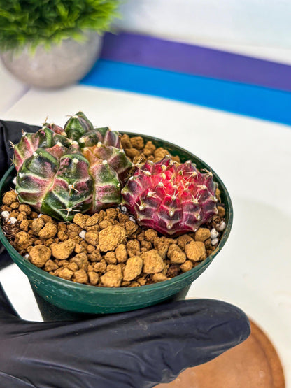 Gymnocalycium Neon (gy13) (p7) | Rare Cactus