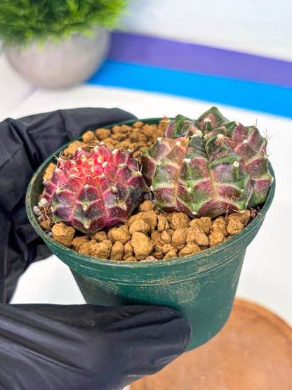 Gymnocalycium Neon (gy13) (p7) | Rare Cactus