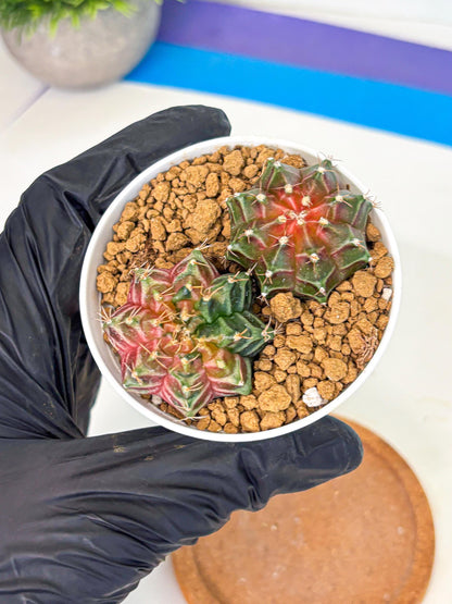 Gymnocalycium Neon (gy13) (g1) | Rare Cactus