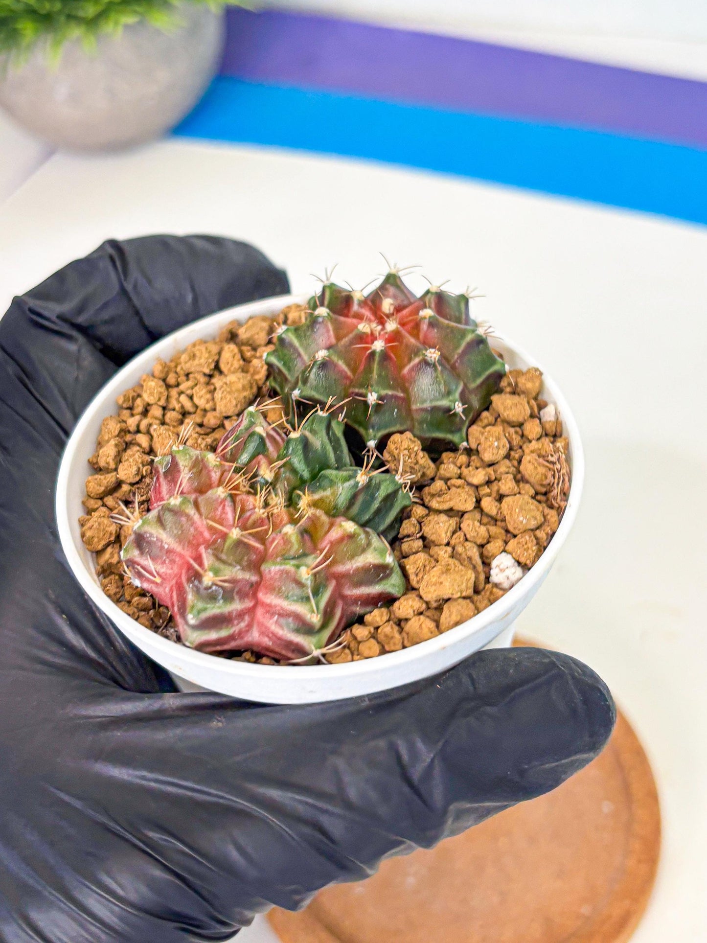 Gymnocalycium Neon (gy13) (g1) | Rare Cactus