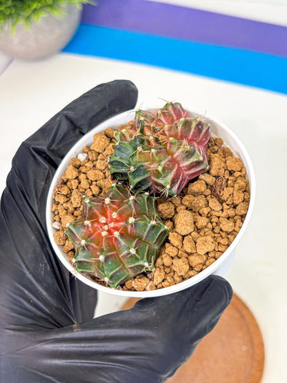 Gymnocalycium Neon (gy13) (g1) | Rare Cactus