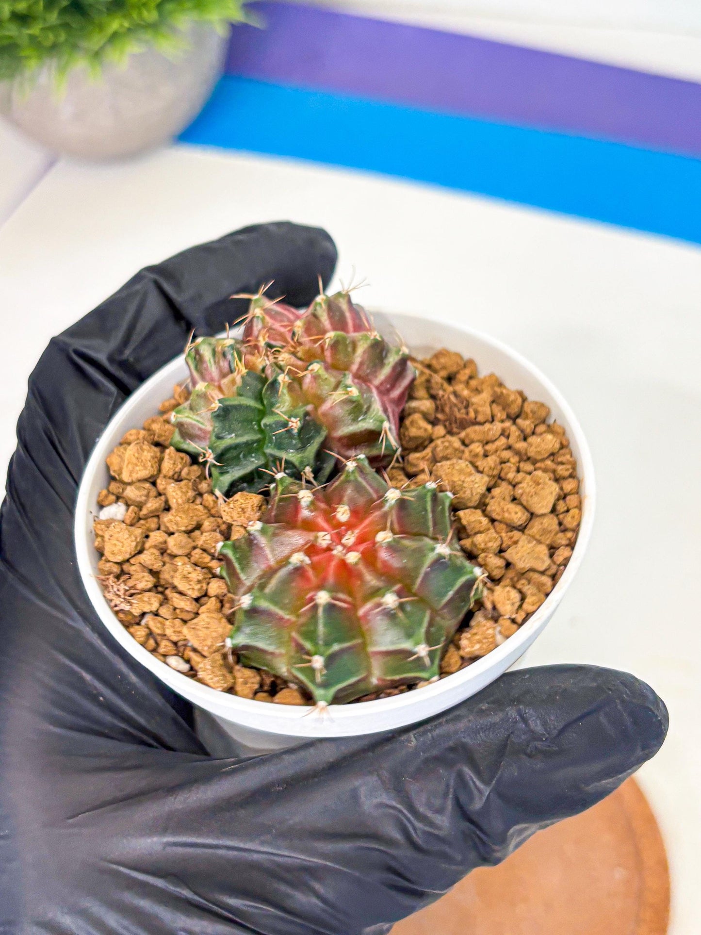 Gymnocalycium Neon (gy13) (g1) | Rare Cactus