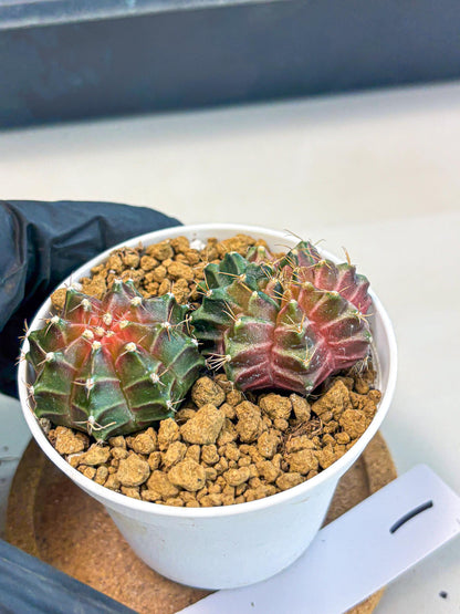 Gymnocalycium Neon (gy13) (g1) | Rare Cactus