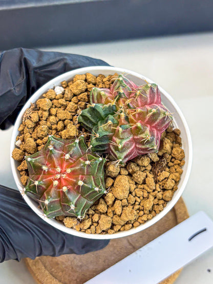 Gymnocalycium Neon (gy13) (g1) | Rare Cactus