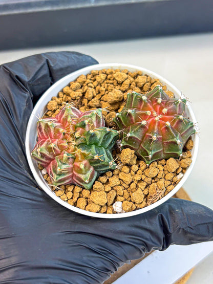 Gymnocalycium Neon (gy13) (g1) | Rare Cactus