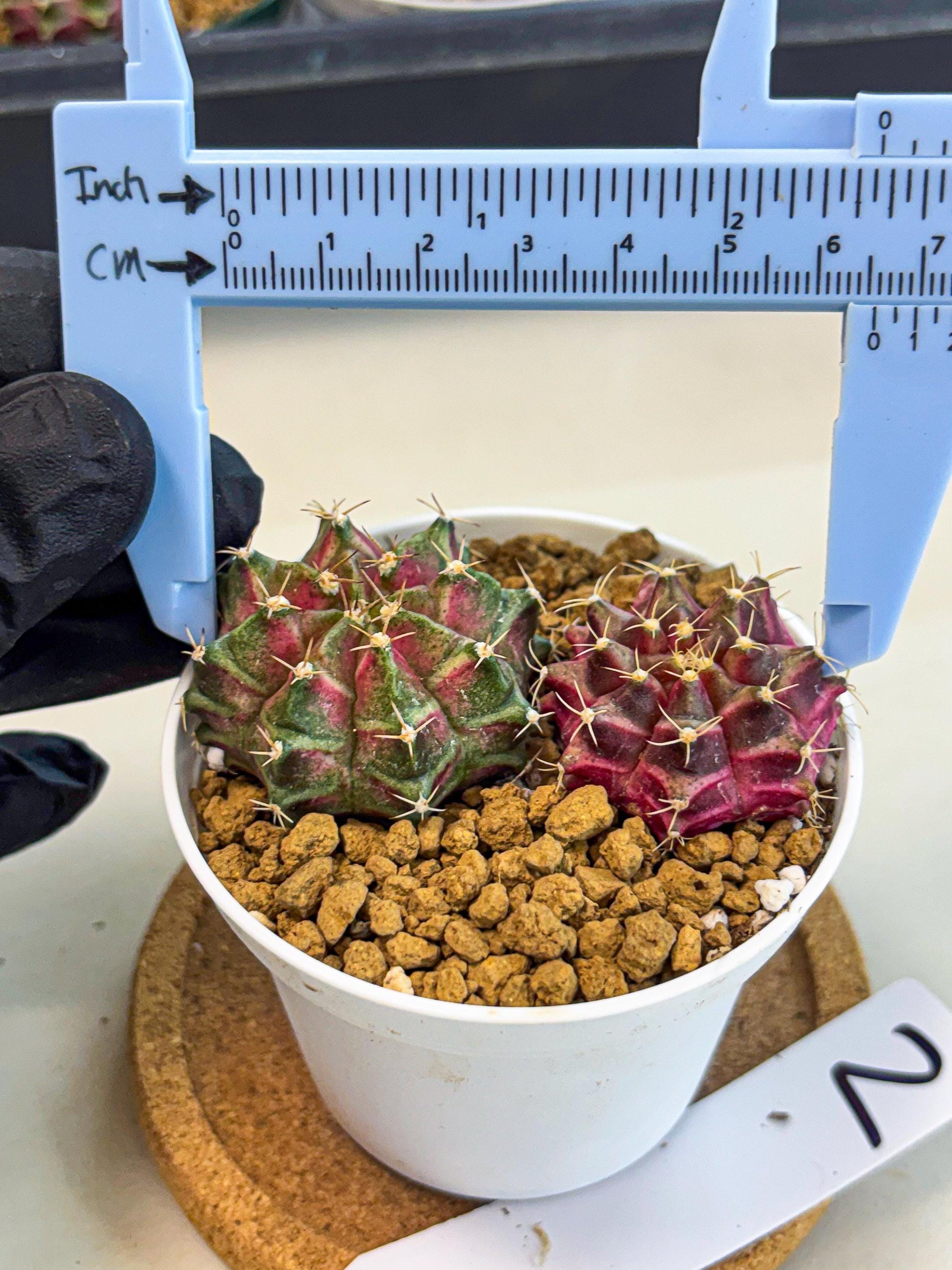 Gymnocalycium Neon (gy13) (g2) | Rare Cactus