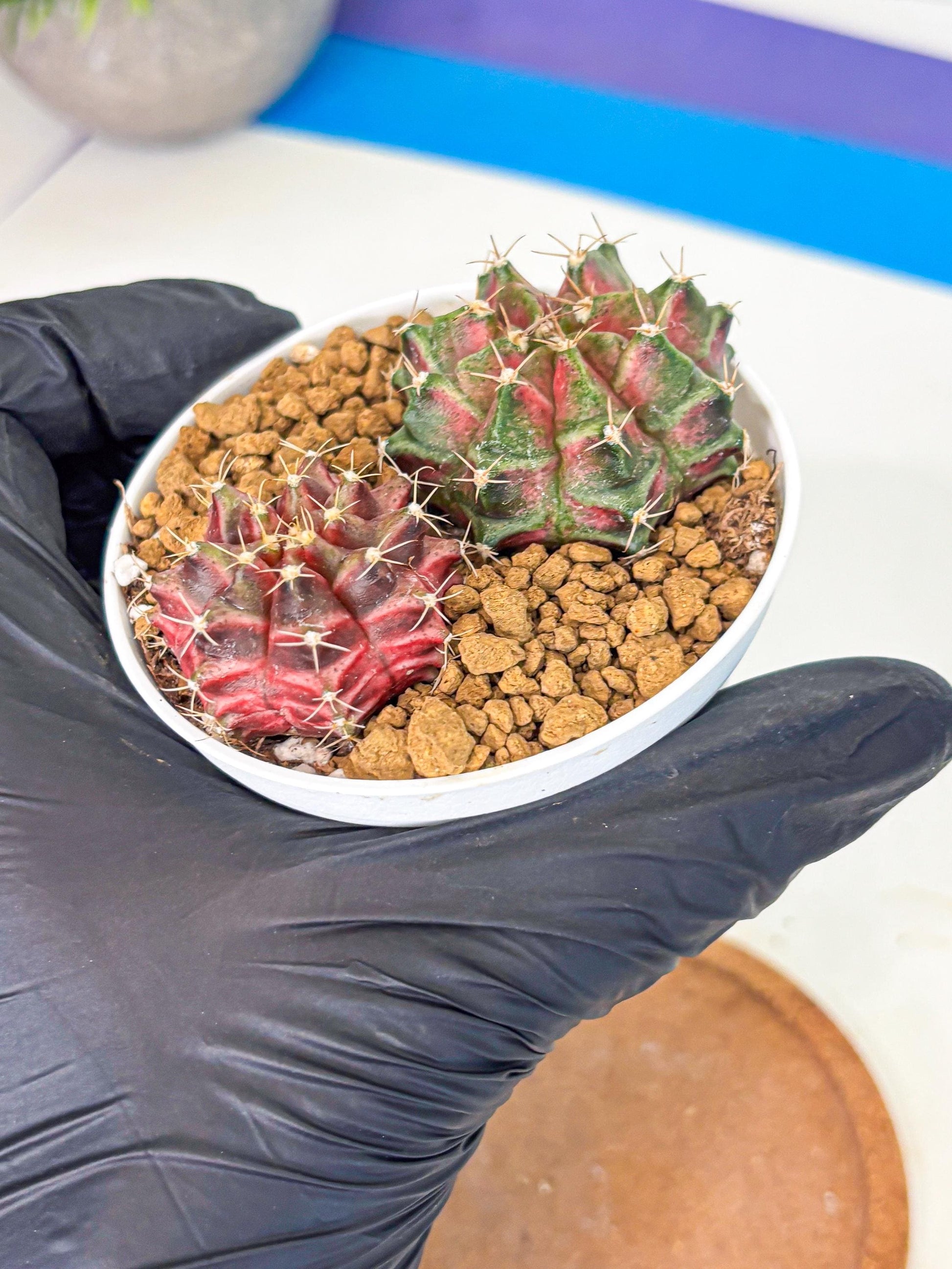 Gymnocalycium Neon (gy13) (g2) | Rare Cactus