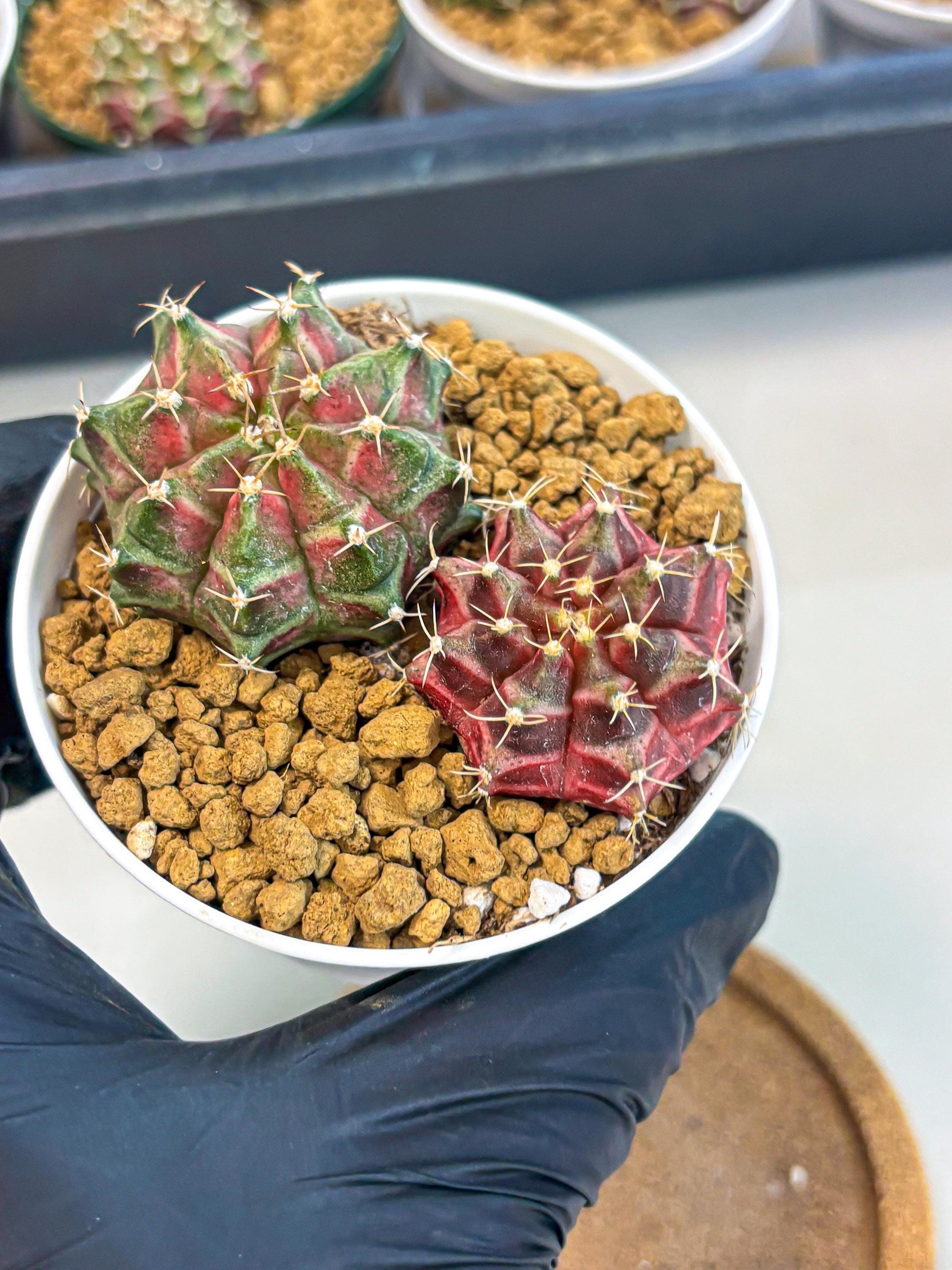 Gymnocalycium Neon (gy13) (g2) | Rare Cactus