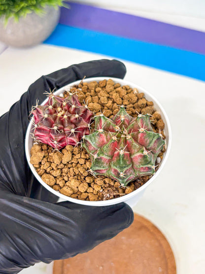 Gymnocalycium Neon (gy13) (g2) | Rare Cactus
