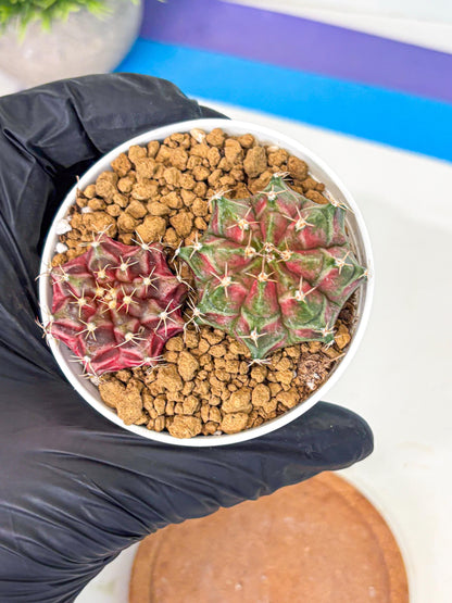 Gymnocalycium Neon (gy13) (g2) | Rare Cactus