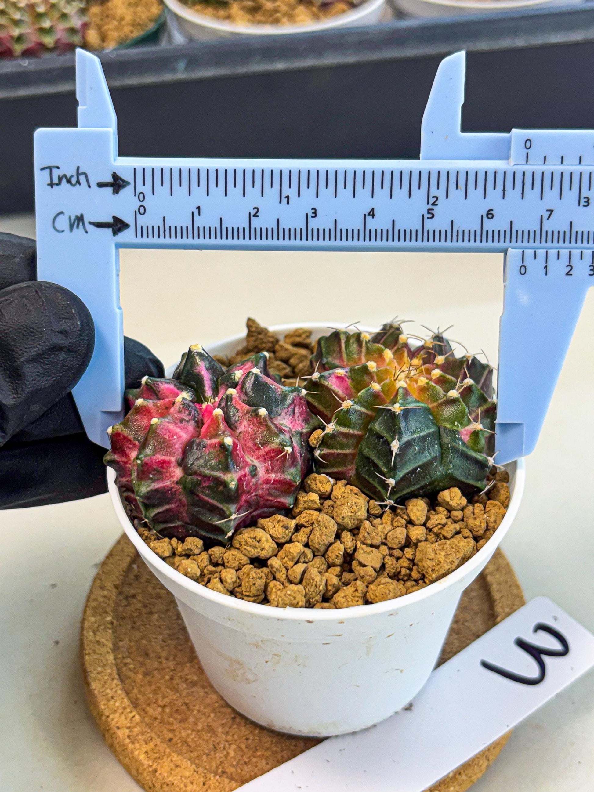 Gymnocalycium Neon (gy13) (g3) | Rare Cactus