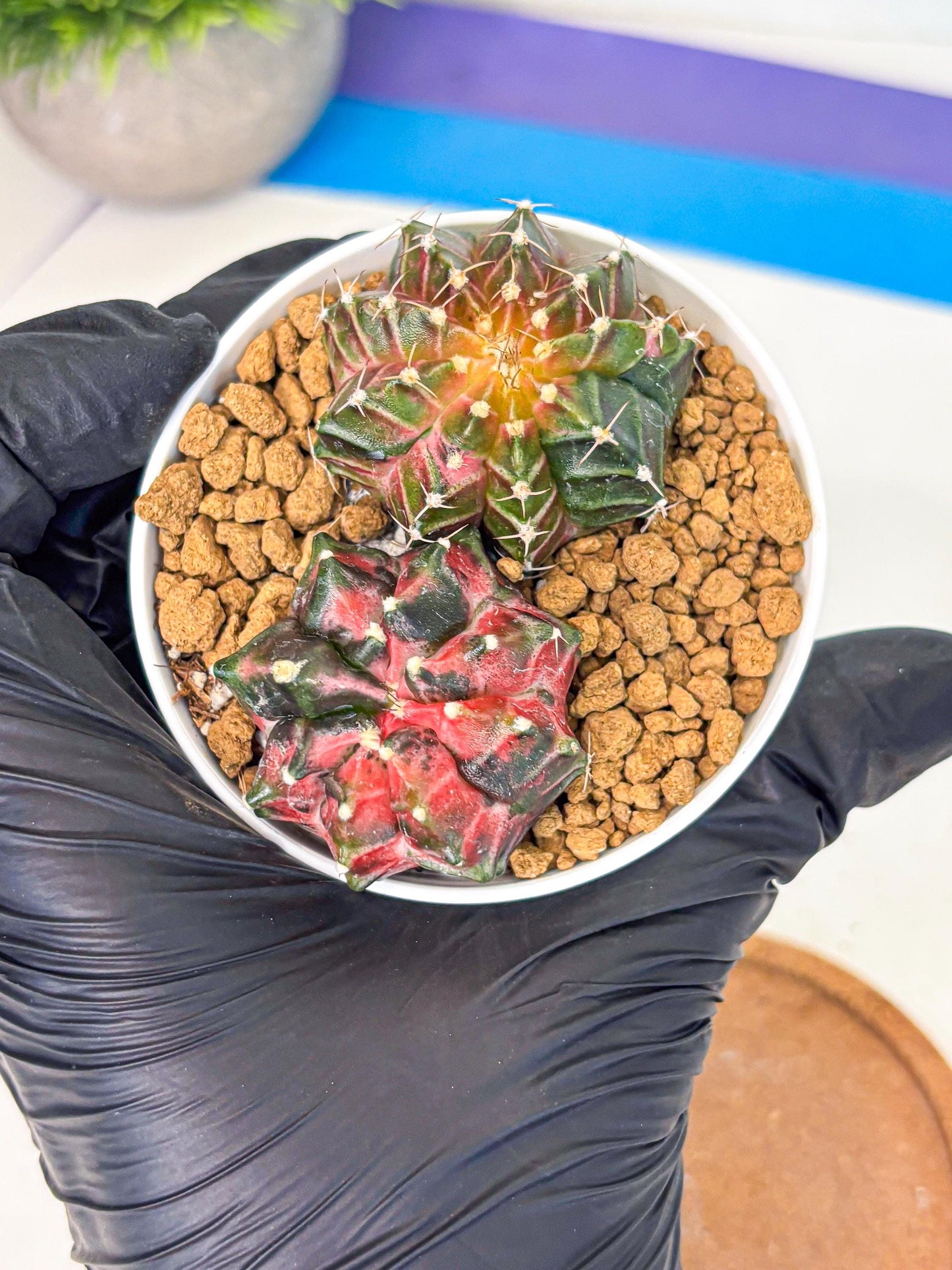 Gymnocalycium Neon (gy13) (g3) | Rare Cactus