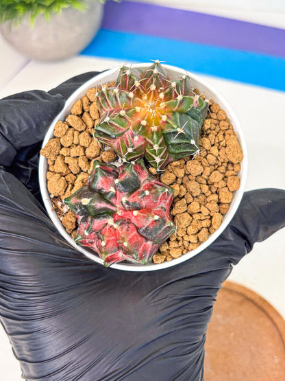 Gymnocalycium Neon (gy13) (g3) | Rare Cactus