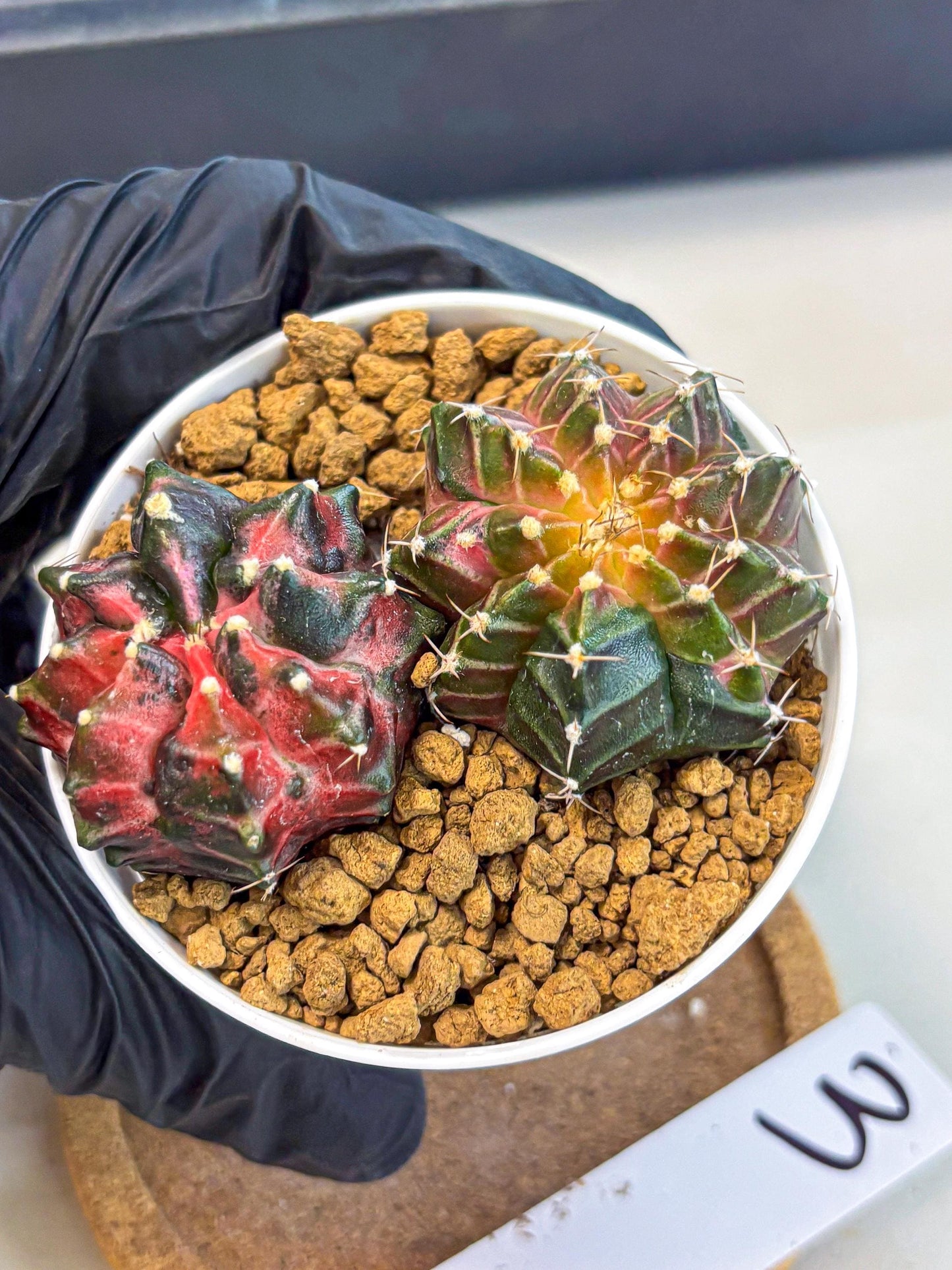 Gymnocalycium Neon (gy13) (g3) | Rare Cactus