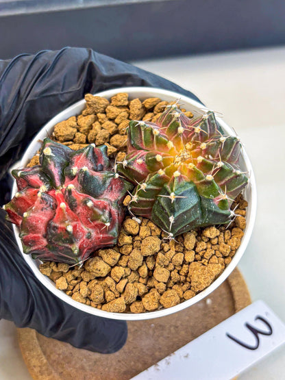 Gymnocalycium Neon (gy13) (g3) | Rare Cactus