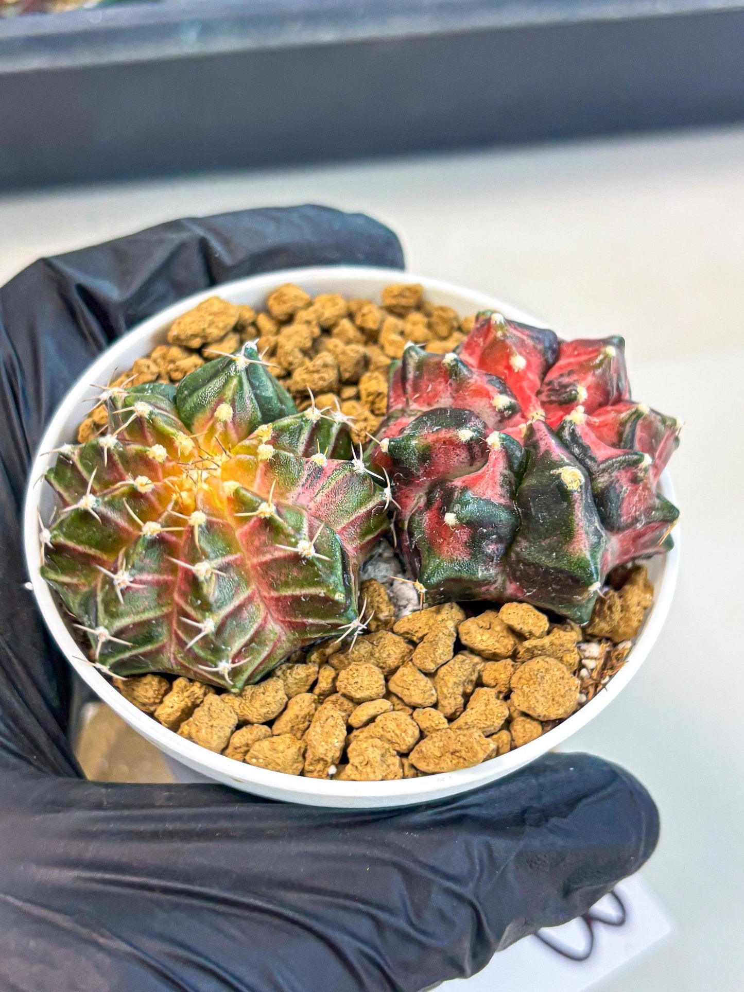 Gymnocalycium Neon (gy13) (g3) | Rare Cactus