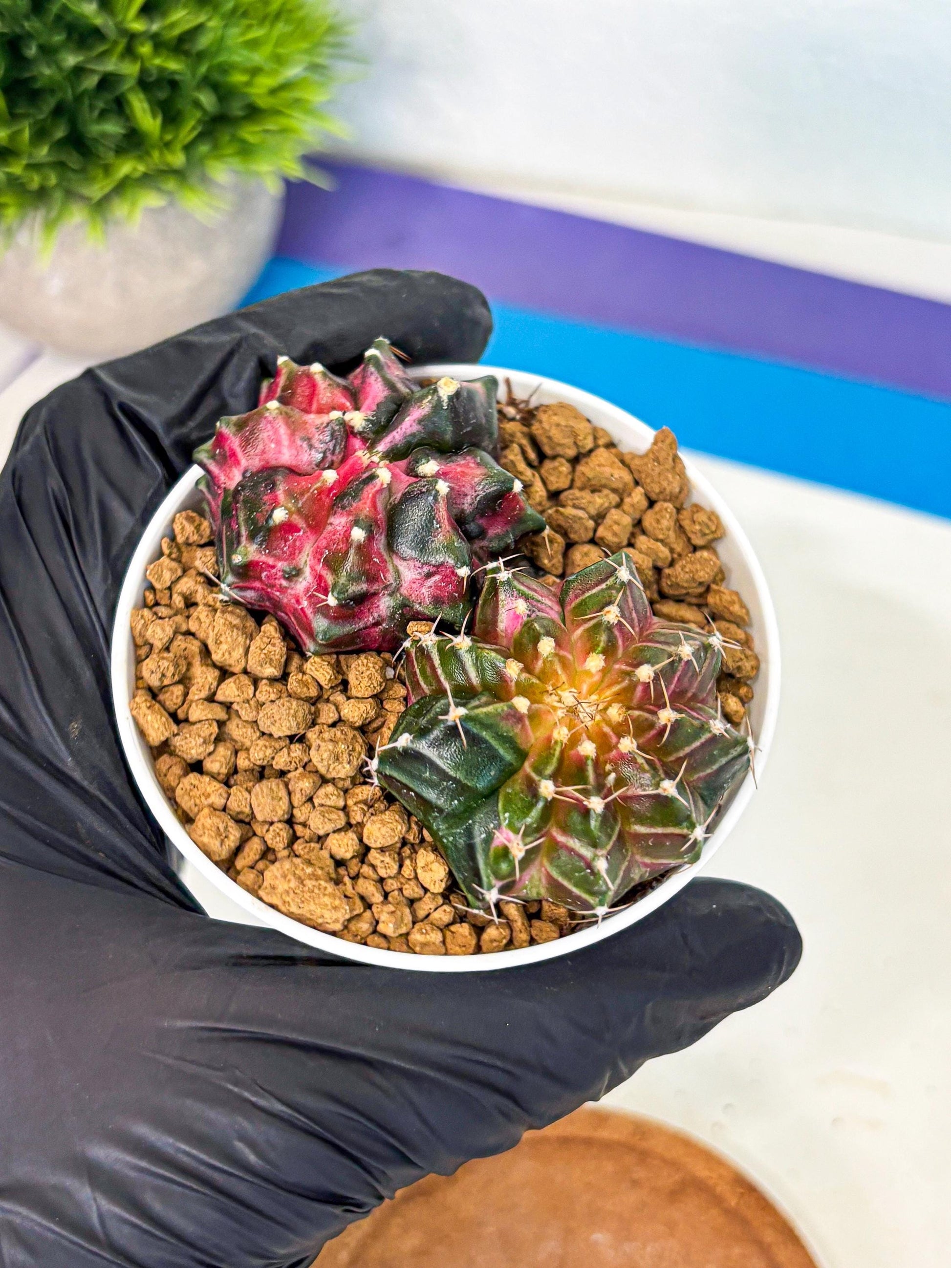 Gymnocalycium Neon (gy13) (g3) | Rare Cactus